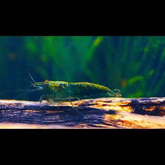 Crevette Green FIRE (Neocaridina davidi green fire) – Sur commande