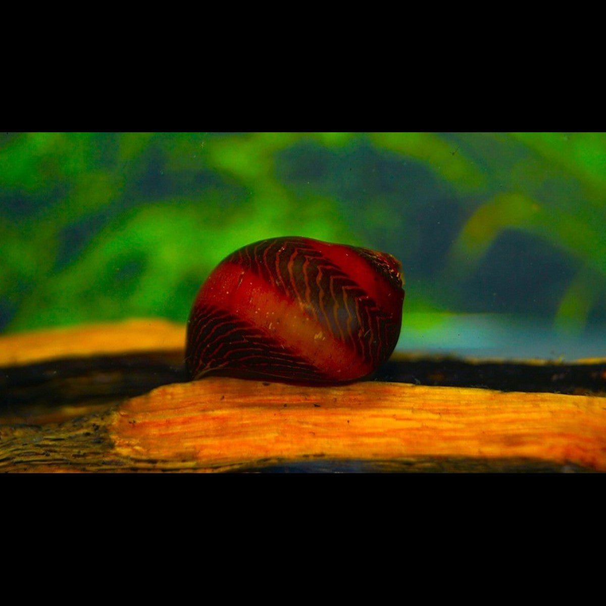 Escargot Zébré Rouge sauvage (Neritina waigiensis) – Sur commande