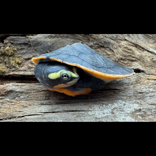 Tortue Subglobosa (Emydura subglobosa) – Sur commande