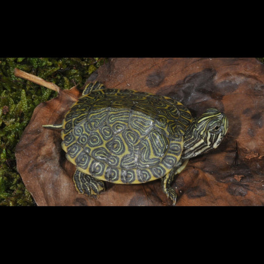 Tortue Concinna (Pseudemys concinna hieroglyphica) – Sur commande