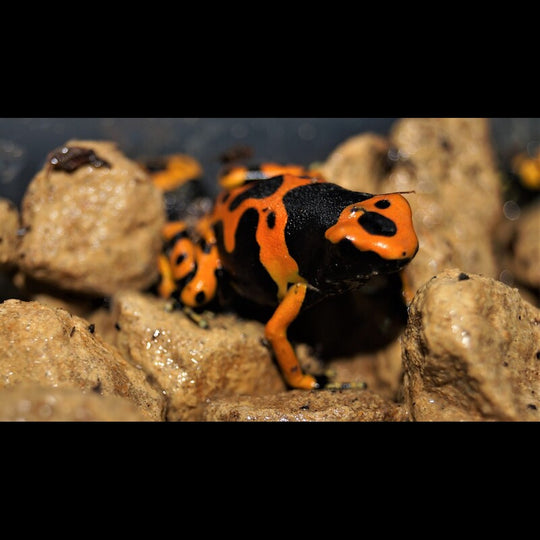 Rainette Jaguar (Dendrobates leucomelas (EU-BRED)) – Sur commande
