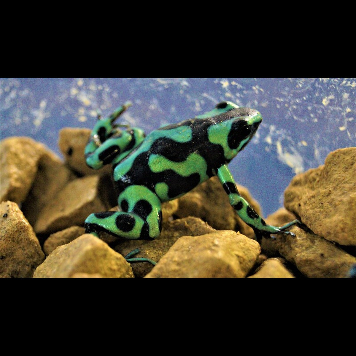 Dendrobate DORÉ VERT (Dendrobates auratus green (EU-BRED)) – Sur commande