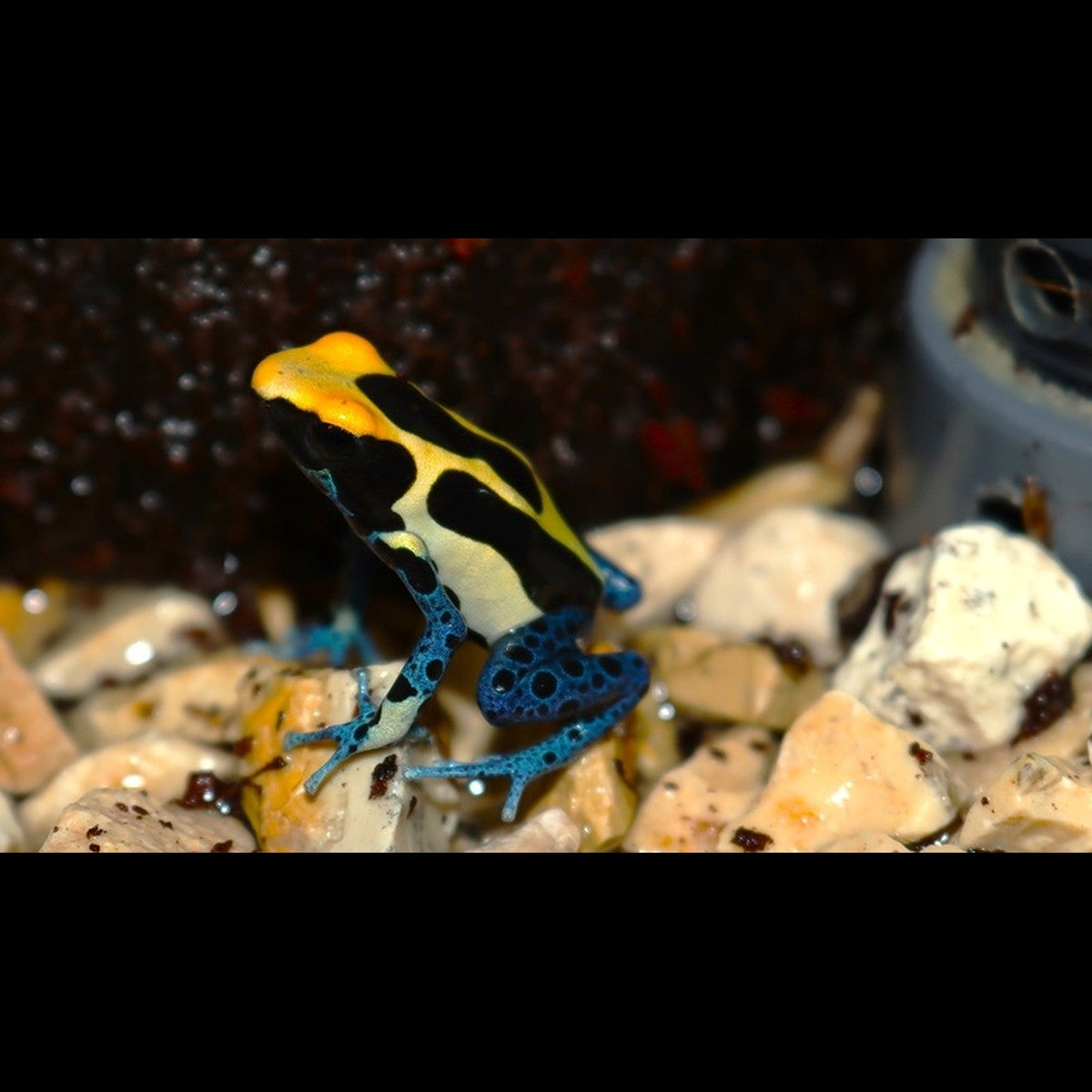 Dendrobate cobalt (Dendrobates tinctorius « Bakhuis » (EU-BRED))