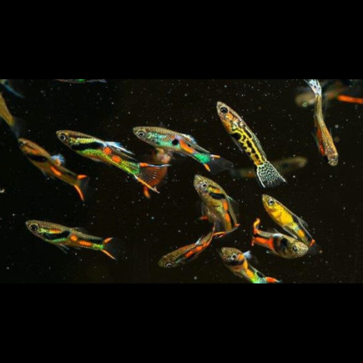 Guppy Endler Campoma assortis (mâles/femelles) (Poecilia wingei « Campoma » (mix))