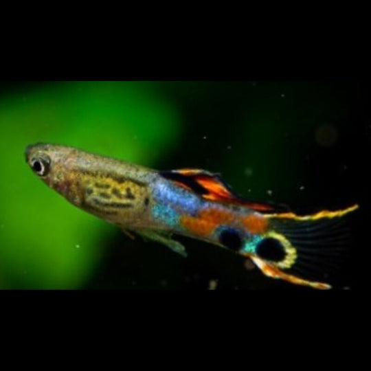 Guppy Endler Snakeskin Campoma (m/f) (Poec. wingei snakeskin campoma) – Sur commande