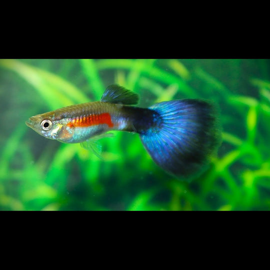 Guppy BLUE Parrot (mâle) (Poec. RET. blue parrot) – Sur commande – par 10