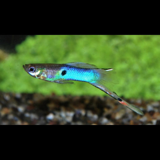 Endler Guppy Japan BLEU (mâle) (Poec. wingei japan blue) – Sur commande – par 10