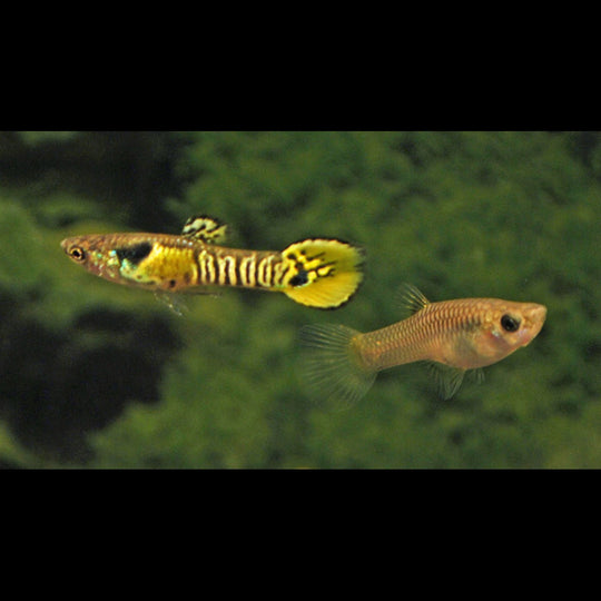 Guppy Endler Tiger (mâle) (Poec. wingei tiger) – Sur commande – par 10