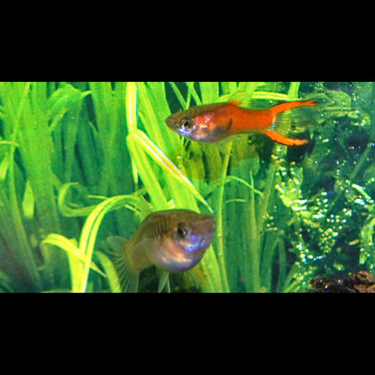 Guppy Endler RED Scarlet (mâle) (Poec. wingei red scarlet) – Sur commande – par 10