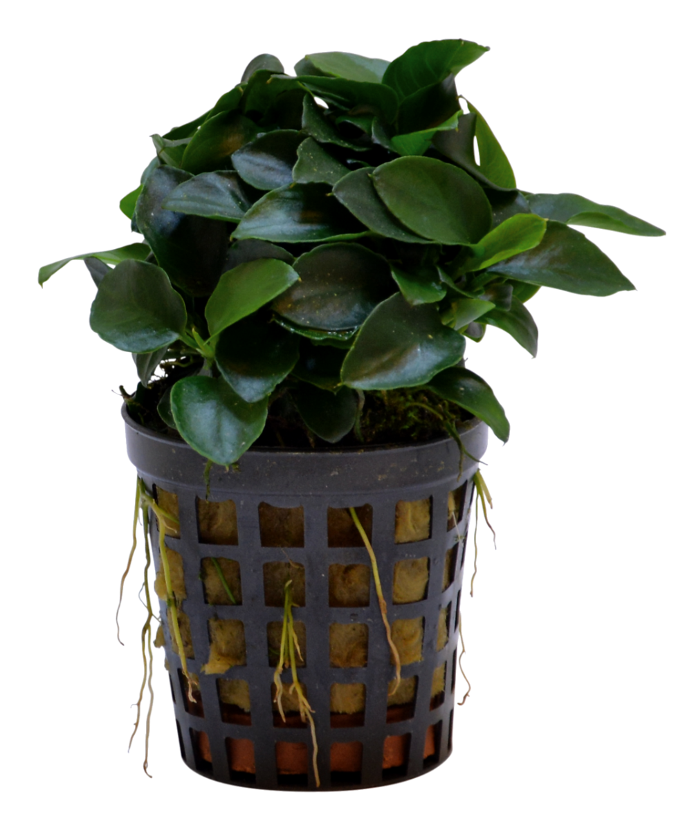 ANUBIAS "mini coin"