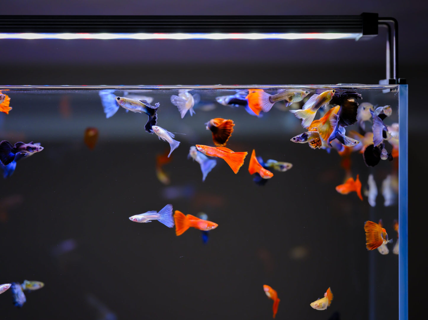 TWINSTAR AII +dimmer