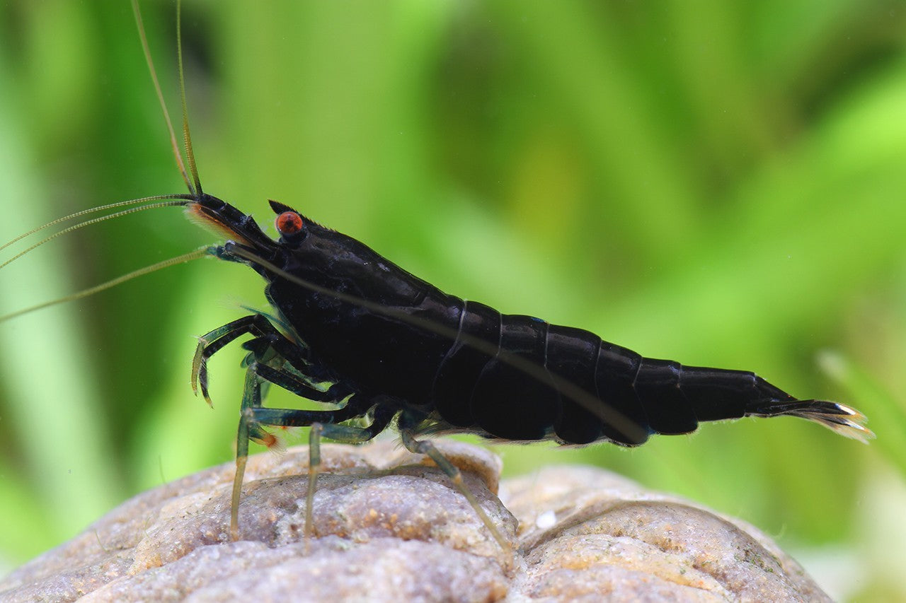 Neocaridina Black