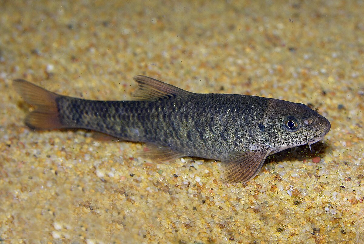 Gara rufa