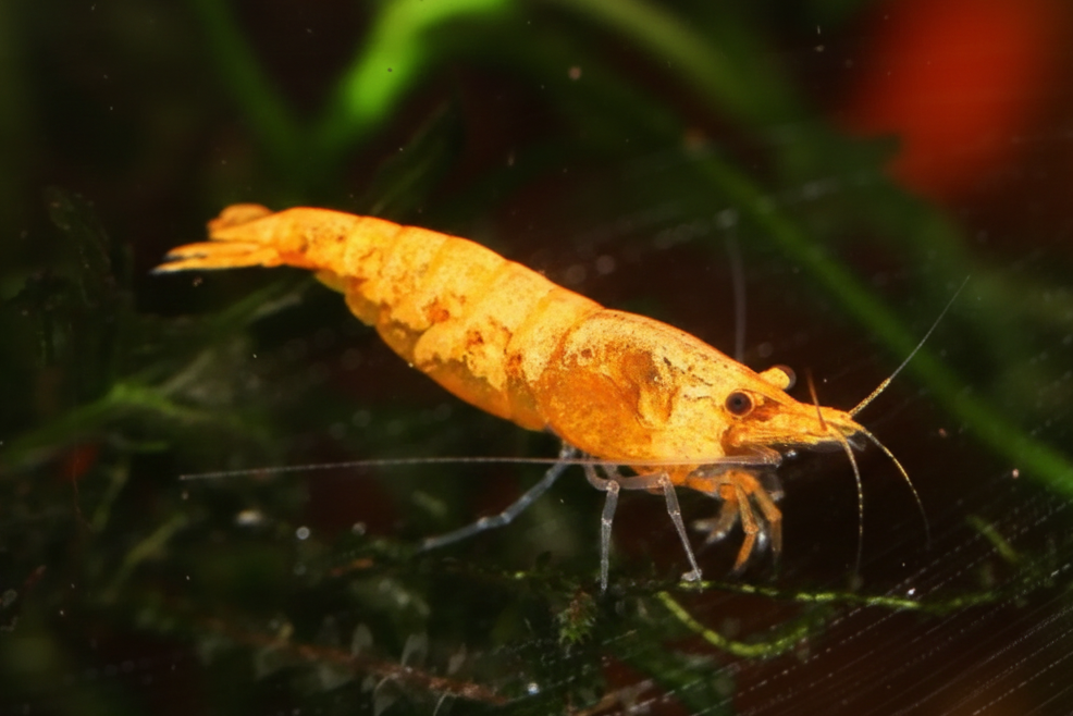 Neocaridina Poussière d'or