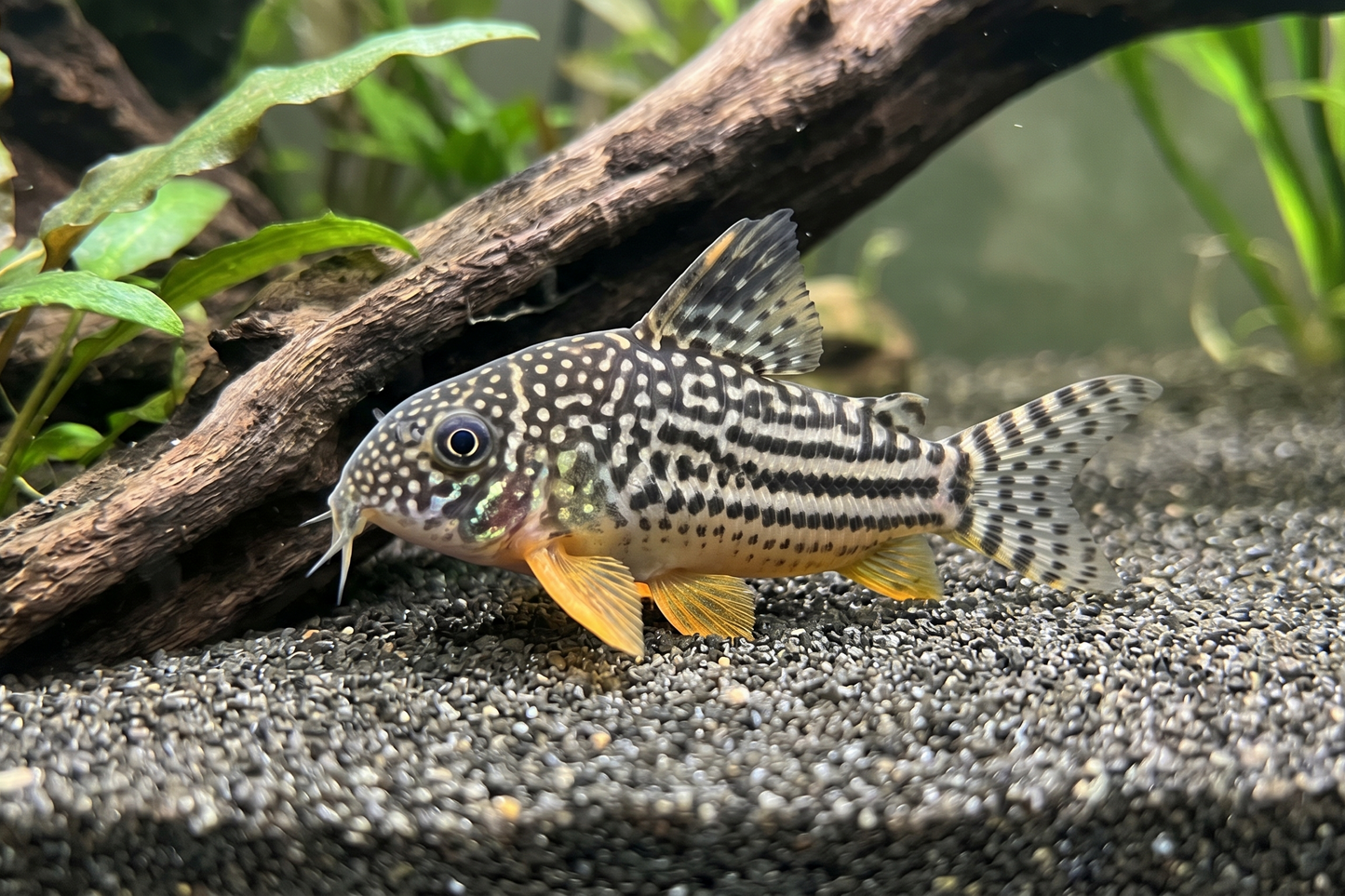 Corydoras Sterbai
