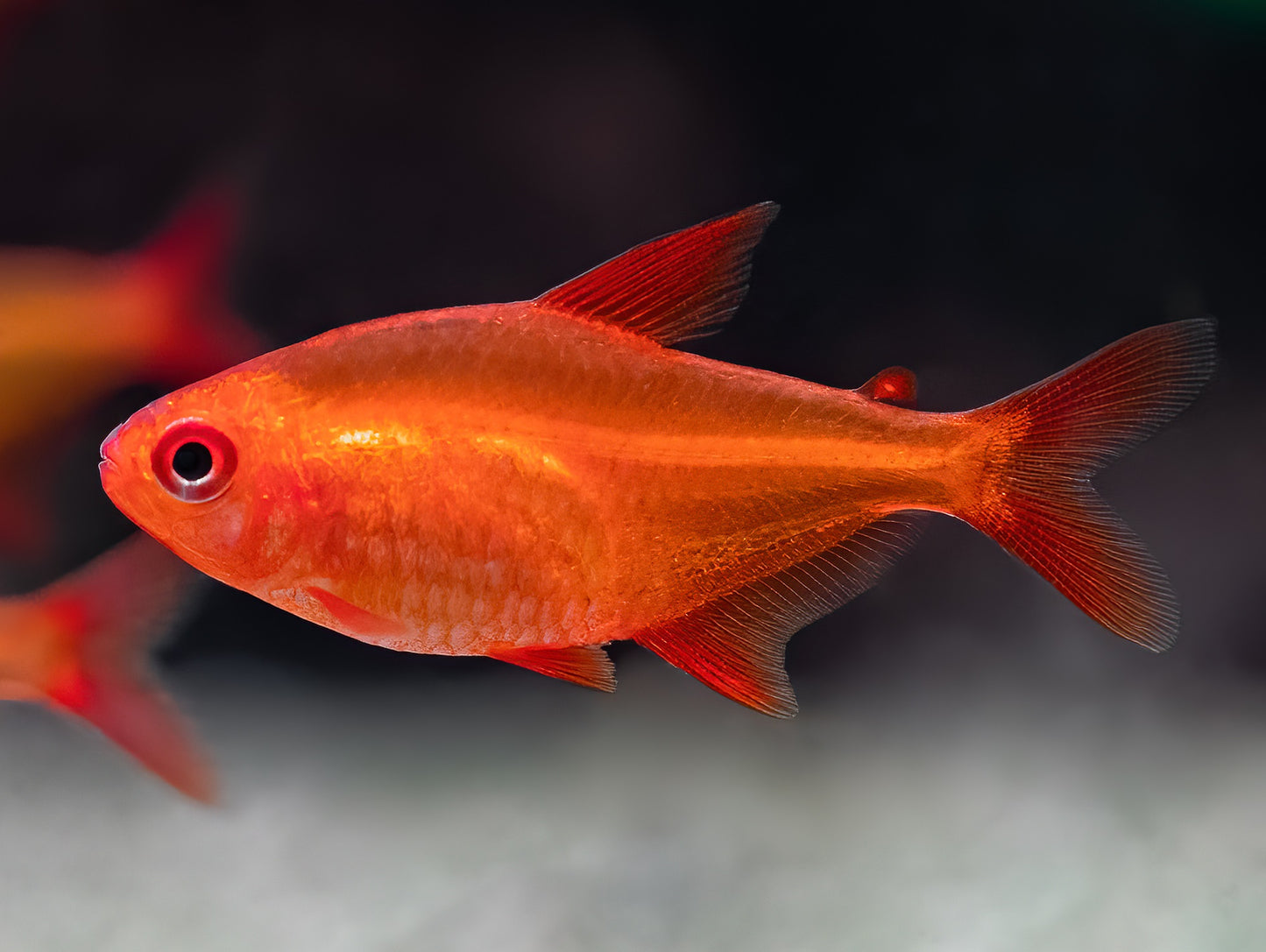Tetra Red Muzel