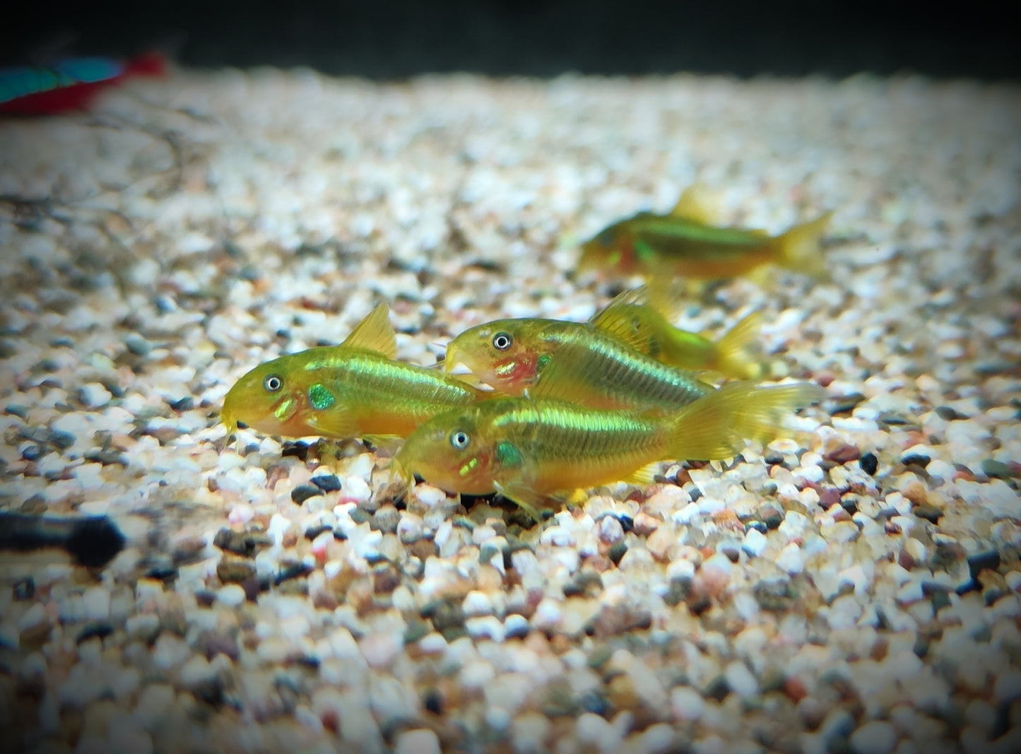 Corydoras Green lazer