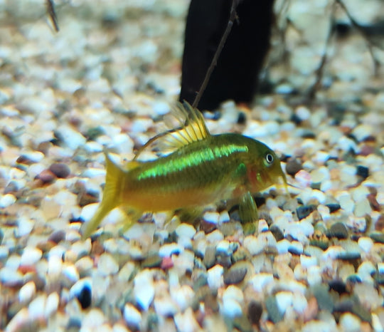 Corydoras Green lazer