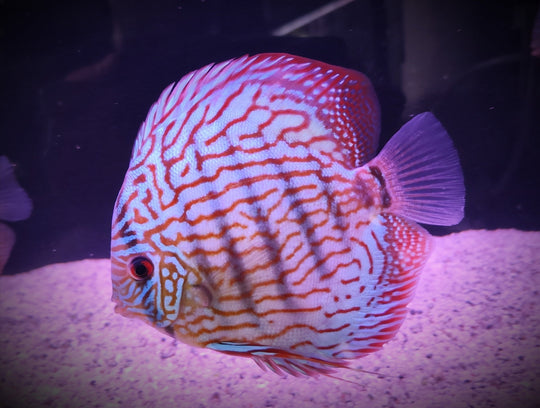 Discus (différents coloris)