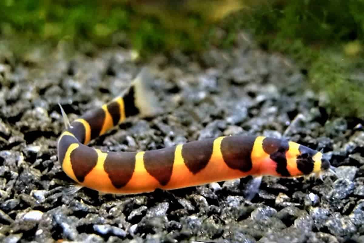 LOCHE PANGIO KUHLII