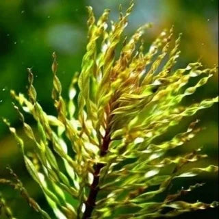 Ludwigia inclinata verticillata Curly