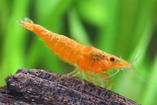Neocaridina Orange
