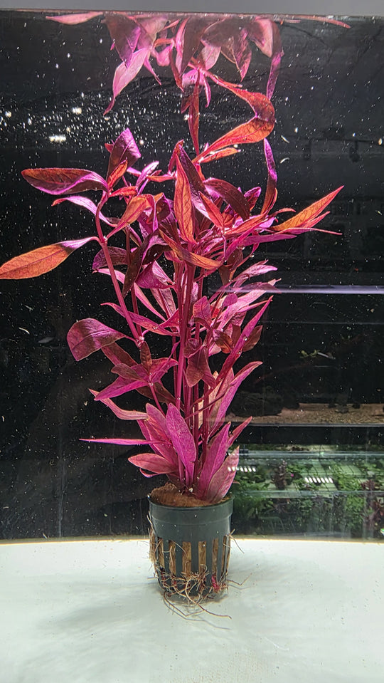 Alternanthera sessilis 'Rubra' plante d'aquarium rouge en pot