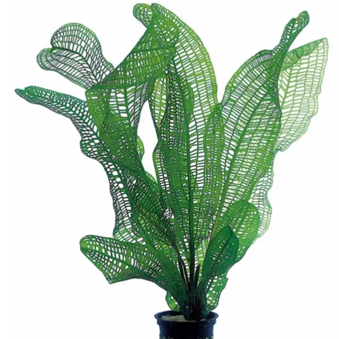 Aponogeton Fenestralis (20cm)