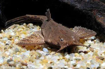 Bunocephalus coracoideus - Poisson banjo