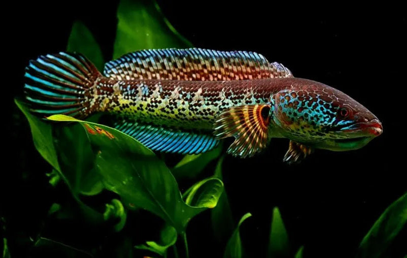 Channa aurantimaculata 18-20CM