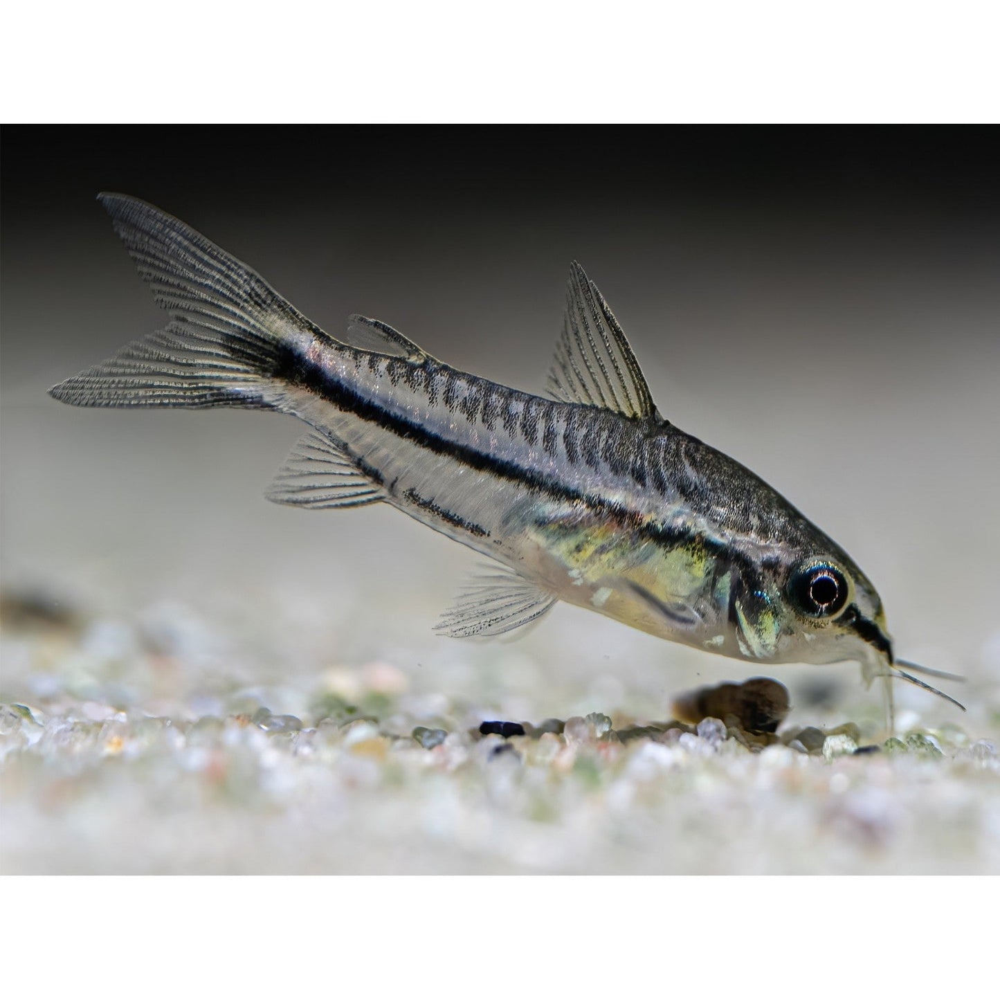 Corydoras Pygmaeus