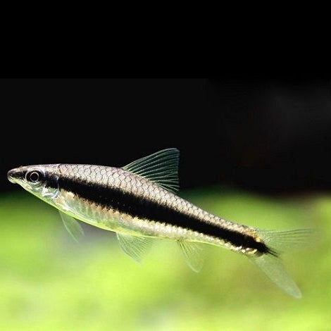 Mangeur d'algues siamois