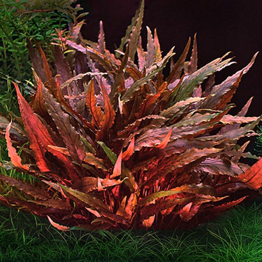 Cryptocoryne wendtii red