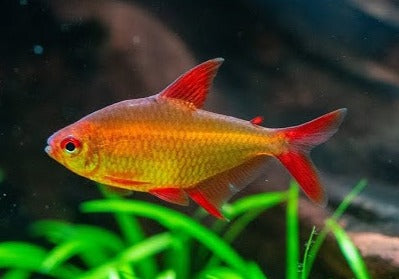Tetra Red Muzel