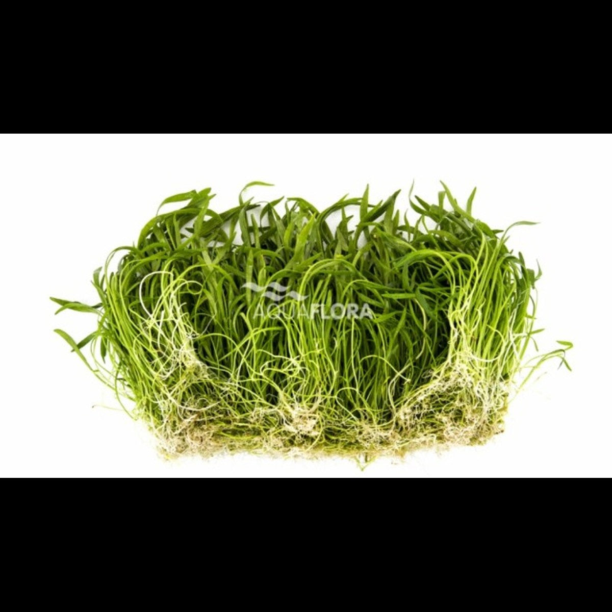 Monosolenium tenerum (Hépatique)