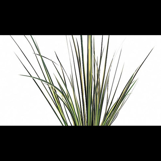 Acorus gramineus 'Variegatus' (Acore graminée)