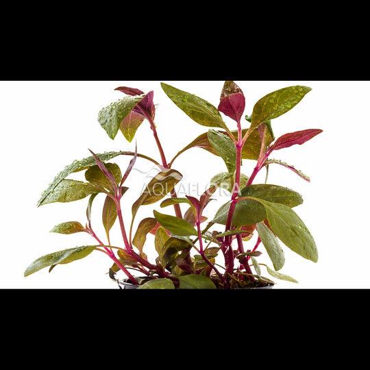 Alternanthera reineckii 'Lilacina' (Alternanthère)