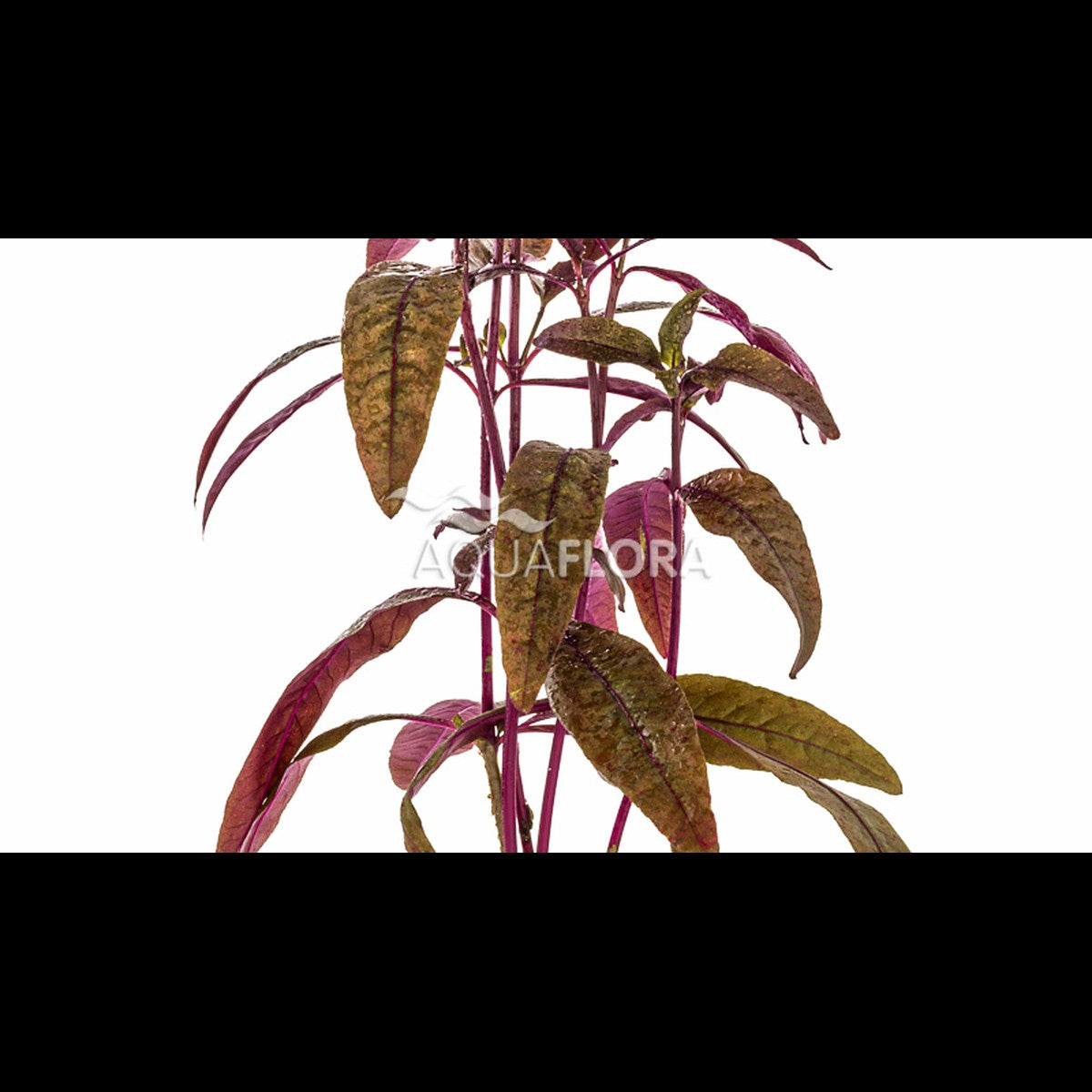 Alternanthera sessilis (Alternanthère)