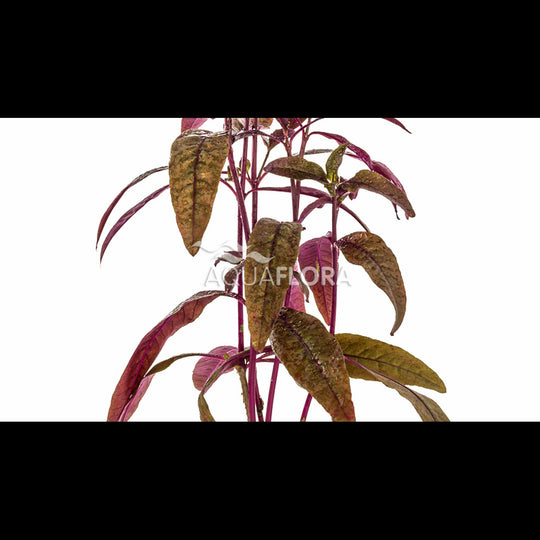Alternanthera sessilis (Alternanthère)