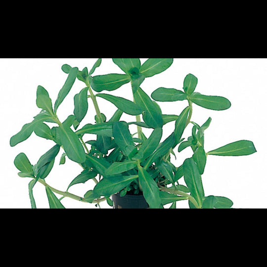 Littorella uniflora (Littorelle à une fleur)