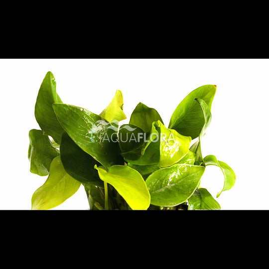 Anubias barteri var. nana 'Golden'