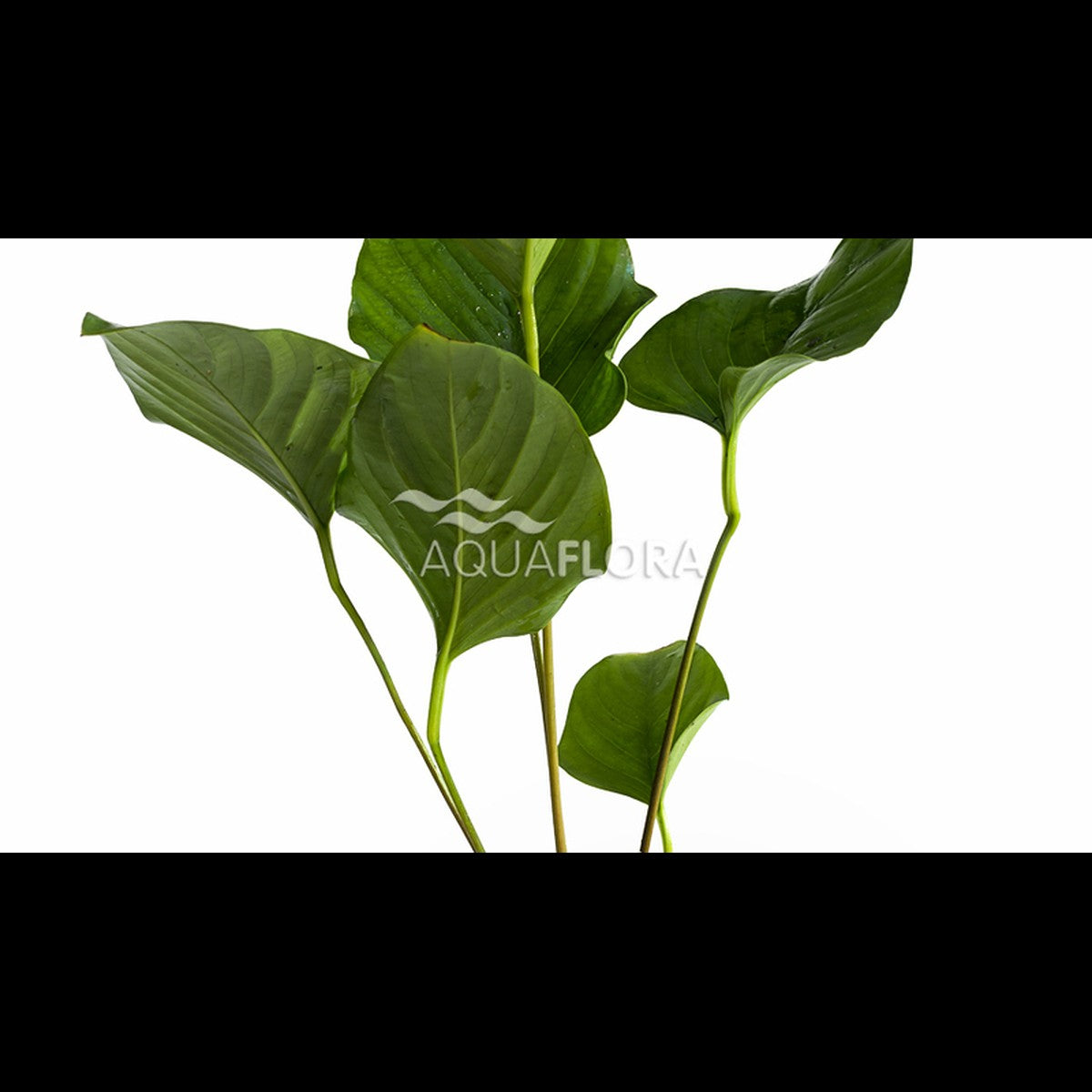 Anubias hastifolia