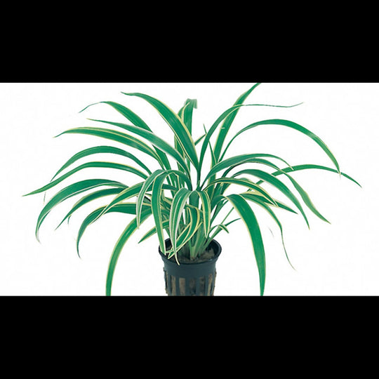 Chlorophytum bichetii (Plante araignée)