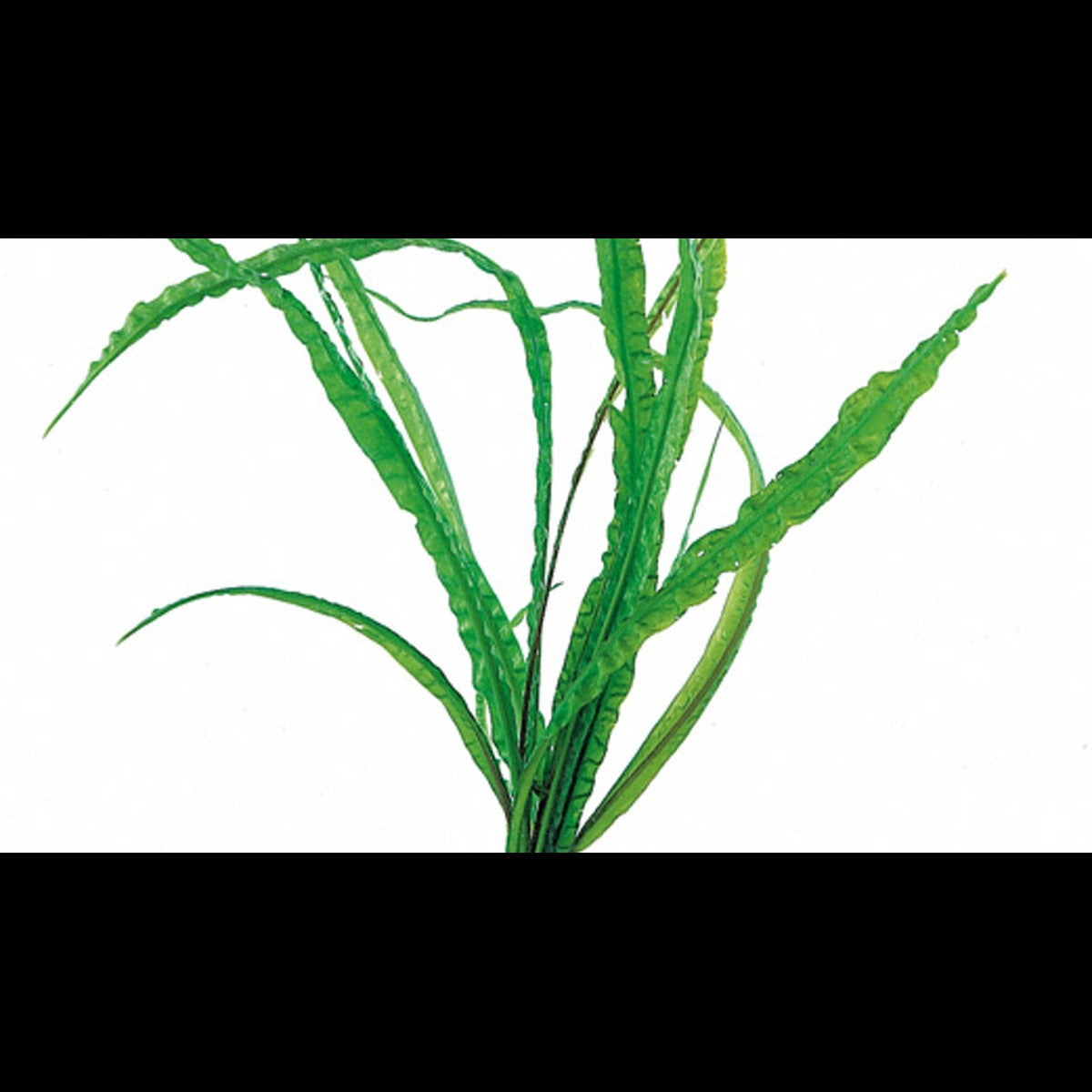 Cryptocoryne crispulata var. balansae
