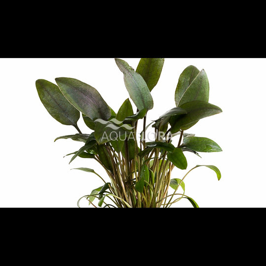 Cryptocoryne beckettii