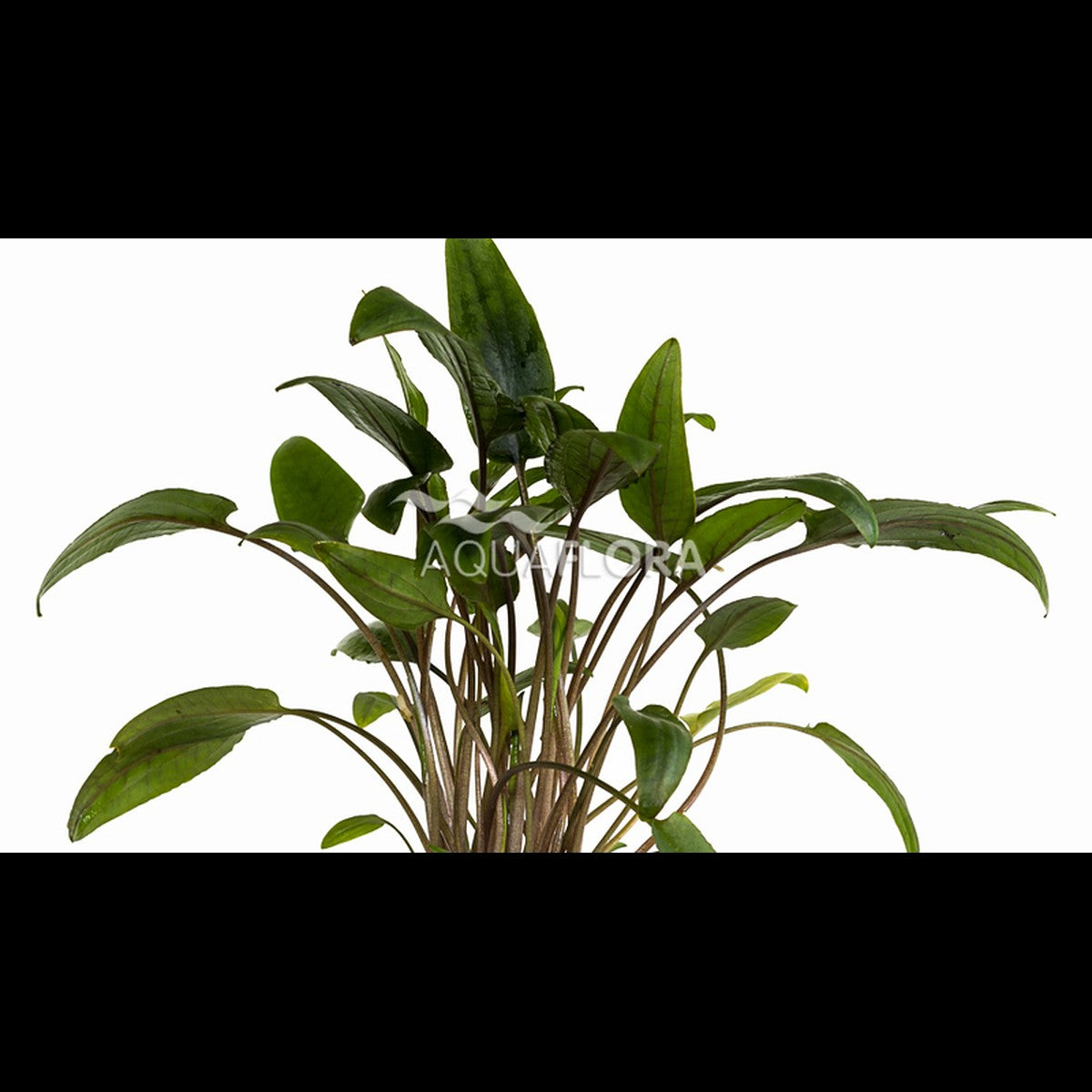 Cryptocoryne moehlmannii