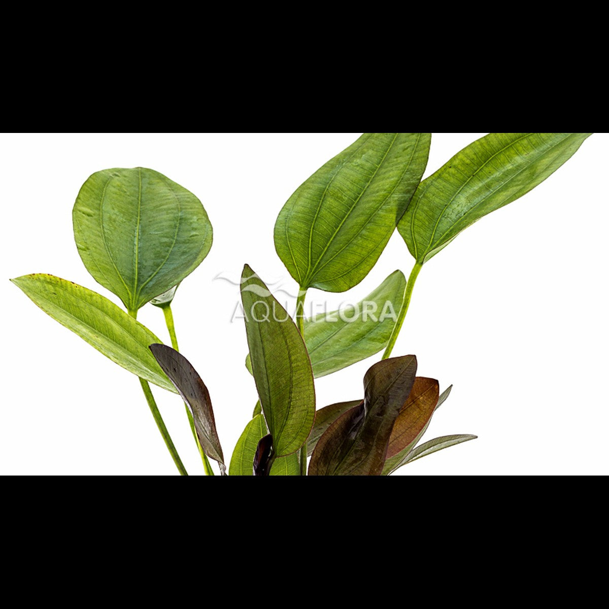 Echinodorus x barthii (Plante-épée)