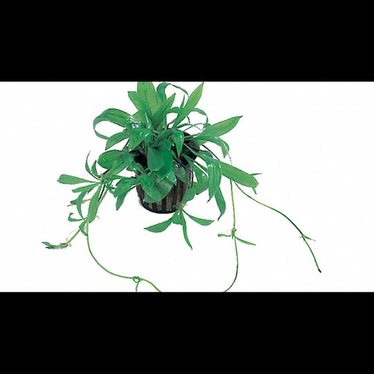 Helanthium bolivianum 'Magdalenensis'