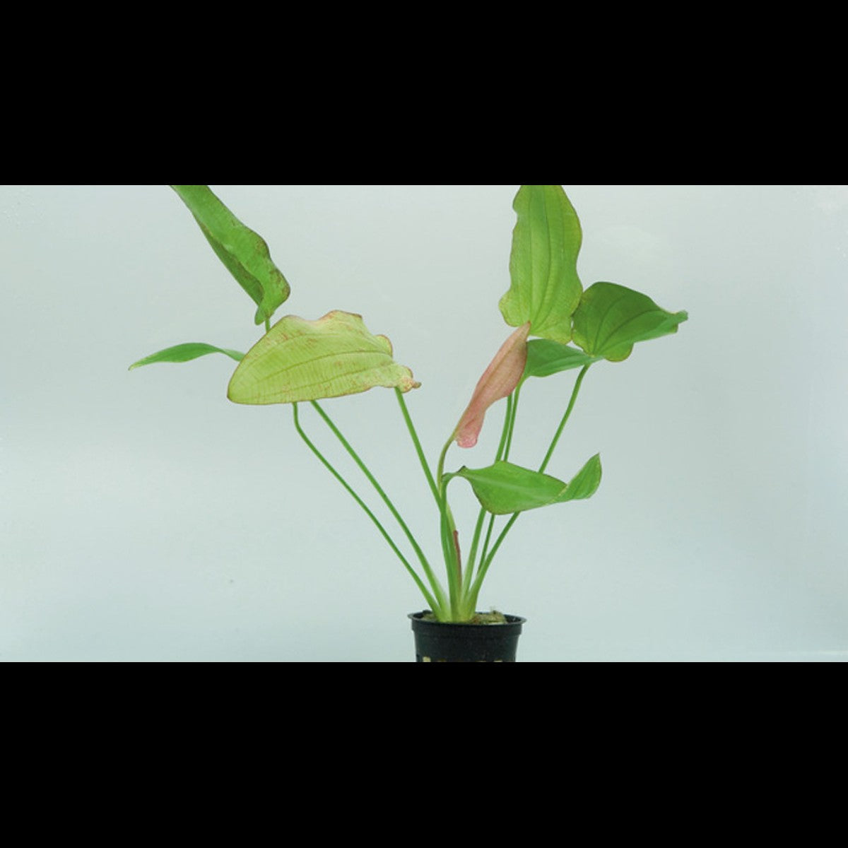 Eriocaulon sp. 'Dong Ha'
