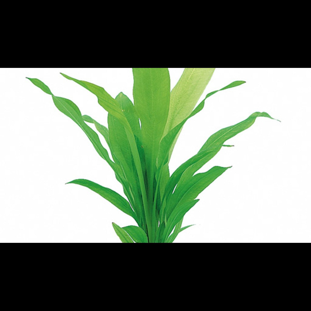 Echinodorus uruguayensis (Plante-épée)